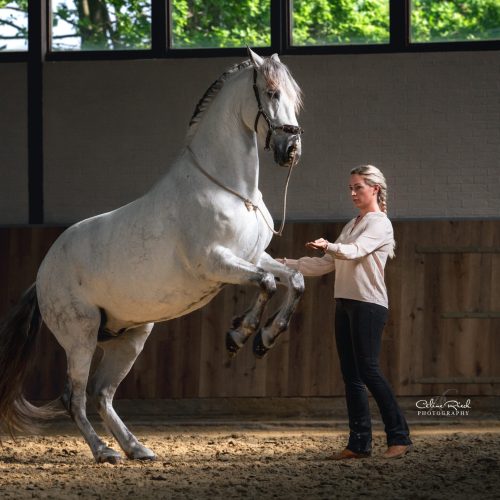 celinerieck_ZCR_0964_20240511_CarinaDörfler_Maximus Reithalle_final_web - Little Limo